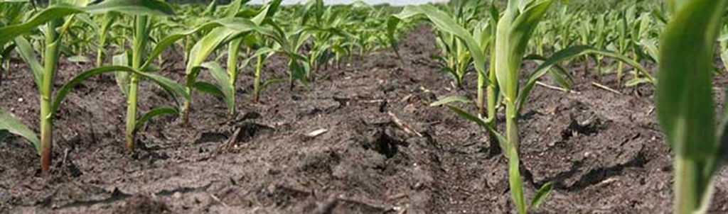 picture of corn seedlings