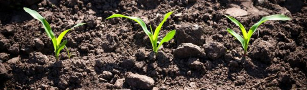 Corn Yield: Picture of corn seedlings poking through the soil